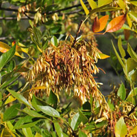Velvet or Arizona Ash - winged seeds, Fraxinus velutina